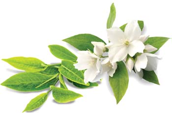 zielony jasmin aranż